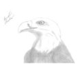 Pencil Eagle