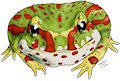 Ceratophrys cranwelli - Pacman frog