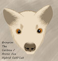 Brinarim, the Caribou / Arctic Fox Hybrid Calf/Cub by ShamanSquirrel