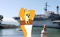 Navy Foxy