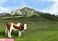 Cow in the mountains