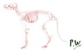 Red Fox Skeleton by PalanteanWriter