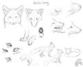 Red Fox study by DigitDooker