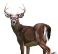 Whitetail Buck no background by FurmiliarFaces