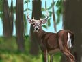 Whitetail Buck basic background by FurmiliarFaces