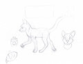 Cat Ref Sheet - Sketch by NightWolf714