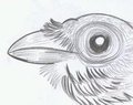 corvus corax