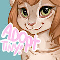 Rusty spotted cat adopt