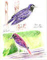 Purple Birds Sketches