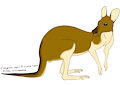 canguro/kangaroo