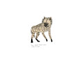 hiena rayada / striped hyena