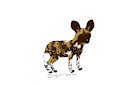 african wild dog /perro salvaje africano