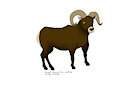 borrego cimarron / bighorn sheep