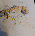 Ink Month 2 - Phoridae by Meridianbat