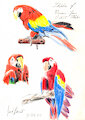 Macaw Sketches 11-29-22