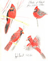 Cardinal Sketches 12-1-22