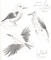Sketches of Nutcracker Birds 12-6-22 by CoffeehoundJoe