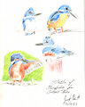 Kingfisher Sketches 12-10-22 by CoffeehoundJoe