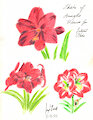 Sketches of Amaryllis Flowers 12-13-22 by CoffeehoundJoe