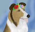 Flower Crown Collie by colliegrace