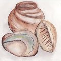 Bowl and Shells