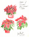 Sketches of Poinsettias 12-17-22 by CoffeehoundJoe