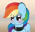 Dashie´s new collar