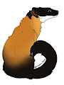 yellow throated marten