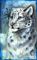 Animal Portrait - Snow Leopard