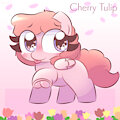 Cherry Tulip