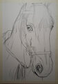 Horse Close-up Draft by caramelthecalf