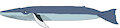 Blue Whale