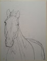 Horse Draft