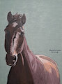 Curious Horse by caramelthecalf