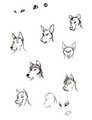 dog head sketches