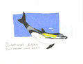 Delphinus delphis