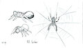 Inktober 2023 - 02. Spiders by Gashren