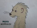 Closeup of My Fursona, Moyo Mongoose