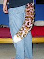 Pink Leopard Tail (2010)