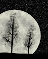 moon and Trees
