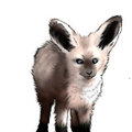 baby bat eared fox by vanessadesigns