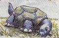 Tortoise - colored sketch