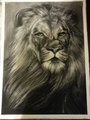 Lion Portrait by Dbruin