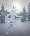 Running husky in the snow