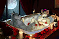 Pixel YCH | Rat hippo valentine's day bath gif