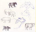 cow-sketches