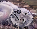 Wolf by WerewolfDegenerate
