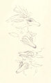 light-dragon-sketches by matuska