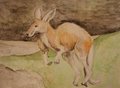 Aquarelle roo 2