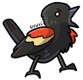 redwinged blackbird by Uluri